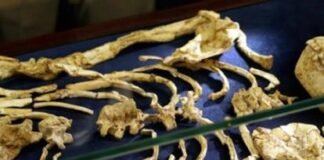 Extraen ADN de un esqueleto humano de hace 6.000 años