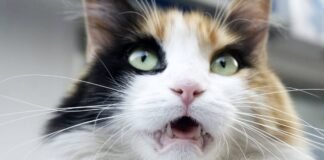 ¿Por qué los gatos dejan la boca abierta después de oler algo?