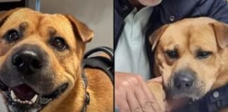 Contrataron un perro para dar amor a sus empleados