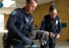 Policías salvan a un cachorro que ingirió el fentanilo de sus dueños