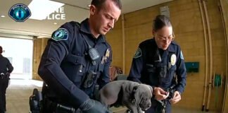Policías salvan a un cachorro que ingirió el fentanilo de sus dueños