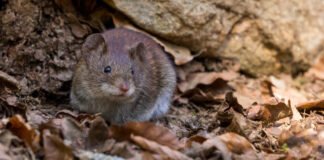 Hallan ratones momificados en un lugar muy inhóspito
