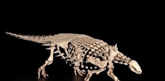 Descubren una nueva especie de dinosaurio acorazado