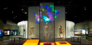 Museo de NY dejará de exhibir restos humanos porque «ningún individuo dio su consentimiento»