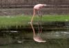 Los flamencos de Tocorón ahora viven en el Parque del Este