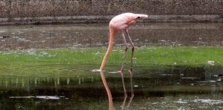 Los flamencos de Tocorón ahora viven en el Parque del Este
