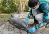 Investigan si toxina causada por el calor mató a 120 delfines en Brasil