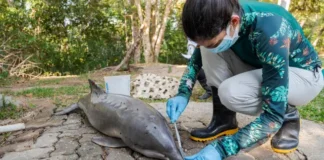 Investigan si toxina causada por el calor mató a 120 delfines en Brasil