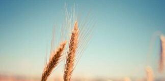 La UE admite avances en negociaciones de Ucrania sobre el cereal