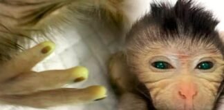 Científicos chinos crearon un mono de color verde