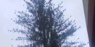 A punto de desplomarse emblemático pino ubicado en terrenos de Villa Teola en Los Teques