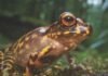 Descubren una nueva especie de sapo en Kenia
