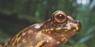 Descubren una nueva especie de sapo en Kenia