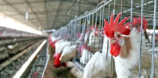 México levanta cuarentena por gripe aviar AH5 en Sonora