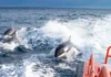 España: Manada de orcas hunde un velero en el Estrecho de Gibraltar