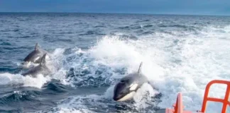 España: Manada de orcas hunde un velero en el Estrecho de Gibraltar