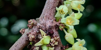 Descubren dos nuevas especies de árboles en Ecuador