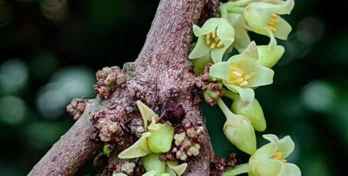 Descubren dos nuevas especies de árboles en Ecuador
