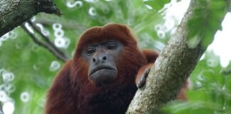 Mono aullador no deja dormir a vecinos en Catia La Mar