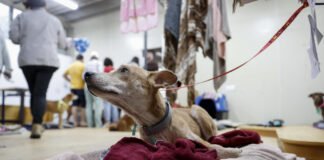 Una tienda de mascotas en Brasil prefirió salvar sus computadoras que a sus animales de las inundaciones; todos murieron