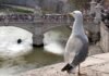Aumentan las denuncias por ataques de estas aves en Roma