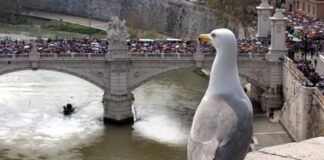 Aumentan las denuncias por ataques de estas aves en Roma