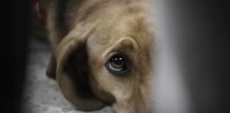 Nueva ley prevé penalizar la zoofilia con dos años de cárcel