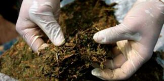 Condenan a ocho años de cárcel a sexagenaria por traficar marihuana