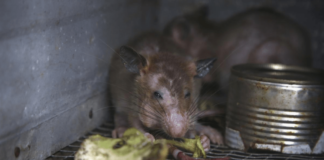 Nueva York convoca cumbre nacional sobre ratas urbanas