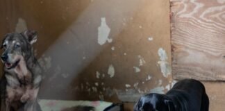 Turquía estudia sacrificar a 4 millones de perros callejeros