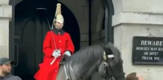 Caballo de la Guardia Real británica muerde a una turista