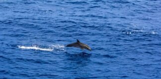 Evalúan la presencia de cetáceos entre La Guaira e Isla de Aves