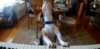 Perro toca el piano y aúlla al ritmo de la música