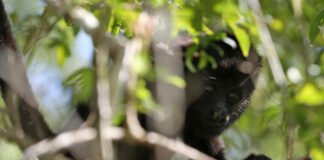 México confirma muerte de 157 monos aulladores por ola de calor