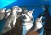 Regresan 14 pingüinos al mar en Argentina tras rescate por desnutrición