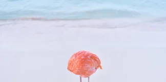 Retiran premio de IA en concurso por foto hecha por un humano