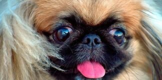 Día Mundial del Perro: canes más inteligentes y compañeros