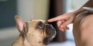 Los perros entienden palabras, según estudio