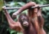 Malasia permitirá apadrinar orangutanes