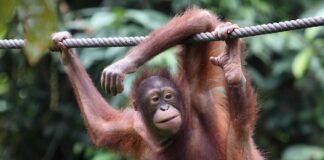 Malasia permitirá apadrinar orangutanes