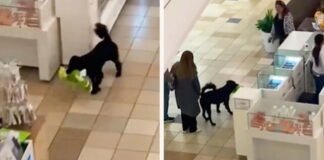Perro roba un peluche y tiene una divertida persecusión