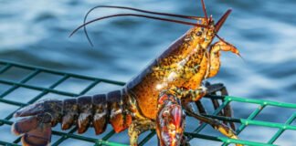 Una langosta rarisíma regresa al mar tras ser rescatada