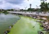 Denuncian malos olores por el verdín en el Lago de Maracaibo