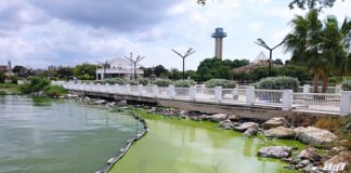 Denuncian malos olores por el verdín en el Lago de Maracaibo