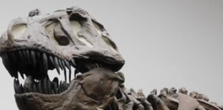 Hallan en Siberia los restos de nueva especie de dinosaurio