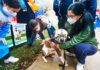 Perú vacunará a más tres millones de perros para erradicar la rabia