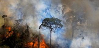 Gran incendio forestal en el estado de Sao Paul, aparentemente provocado por el calor extremo