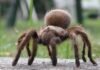 Tarántulas invadirán EEUU para buscar pareja