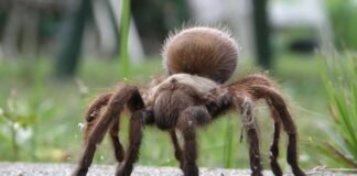 Tarántulas invadirán EEUU para buscar pareja