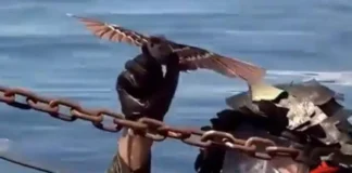 China presenta nuevos drones militares camuflados en pájaros